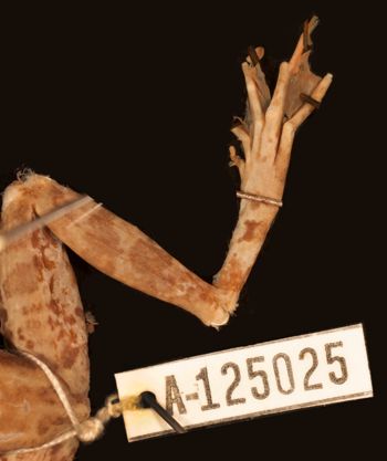 Media type: image;   Herpetology A-125025
